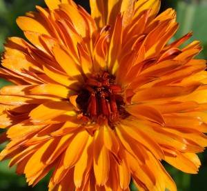 Orange Calendula Flower